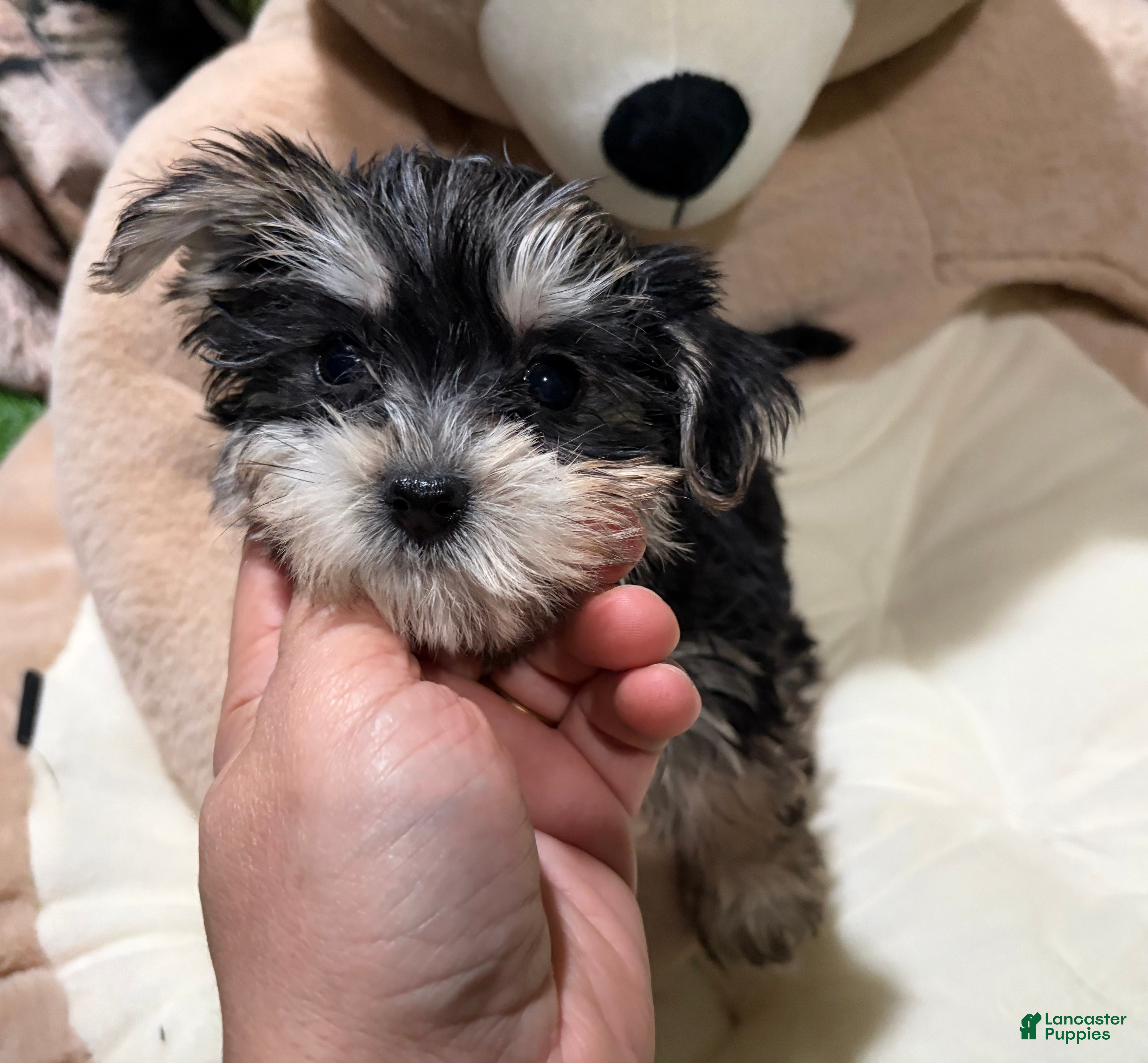 Morkie dogs ID - Ad 42