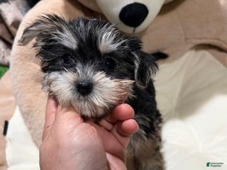 Morkie dogs ID - Ad 36