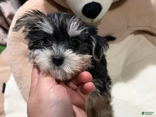 Morkie dogs ID - Ad 30