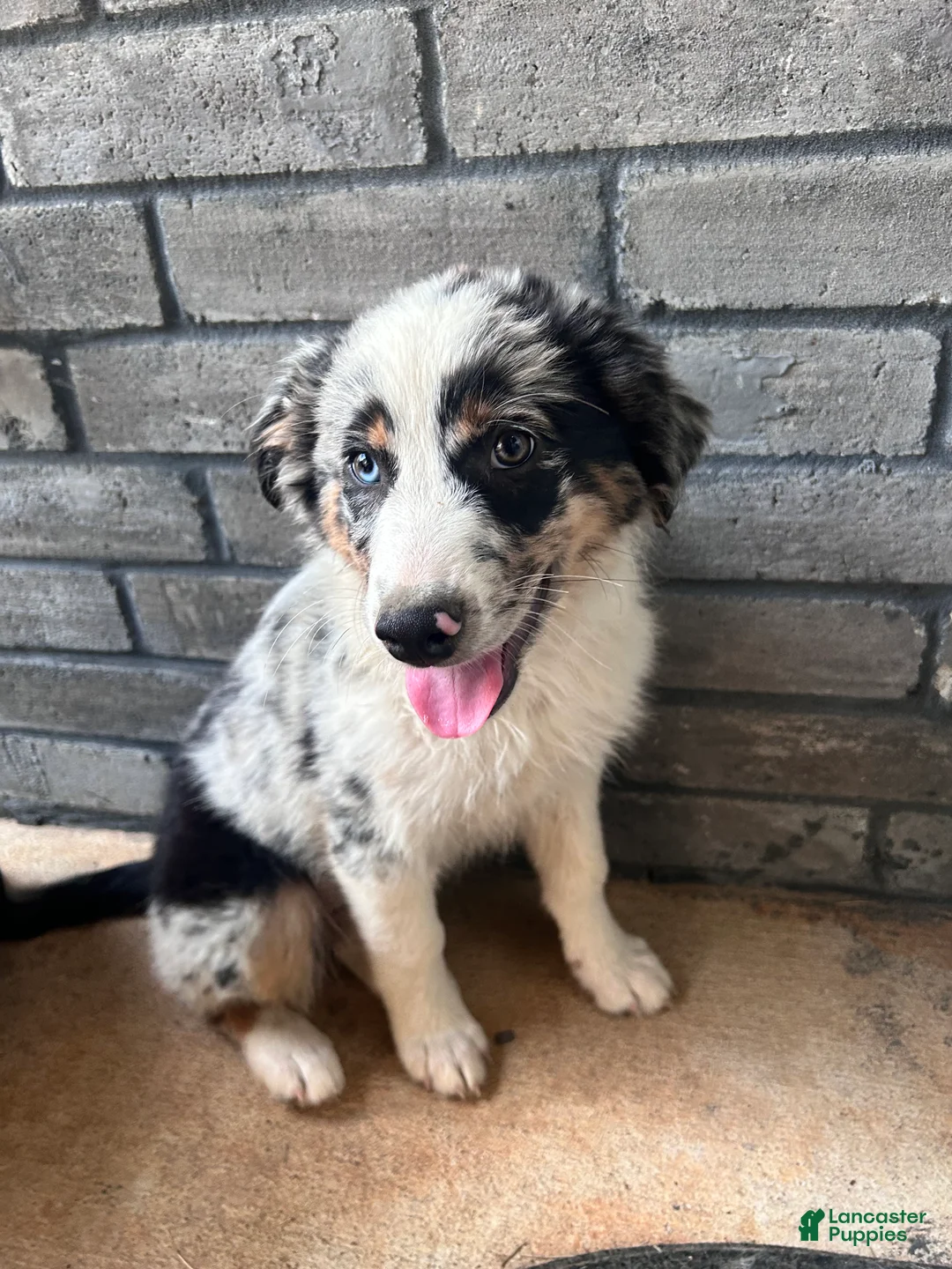 Australian Shepherd dogs for sale: Taupe - Ad 1