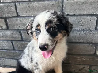 Australian Shepherd dogs Taupe - Ad 4