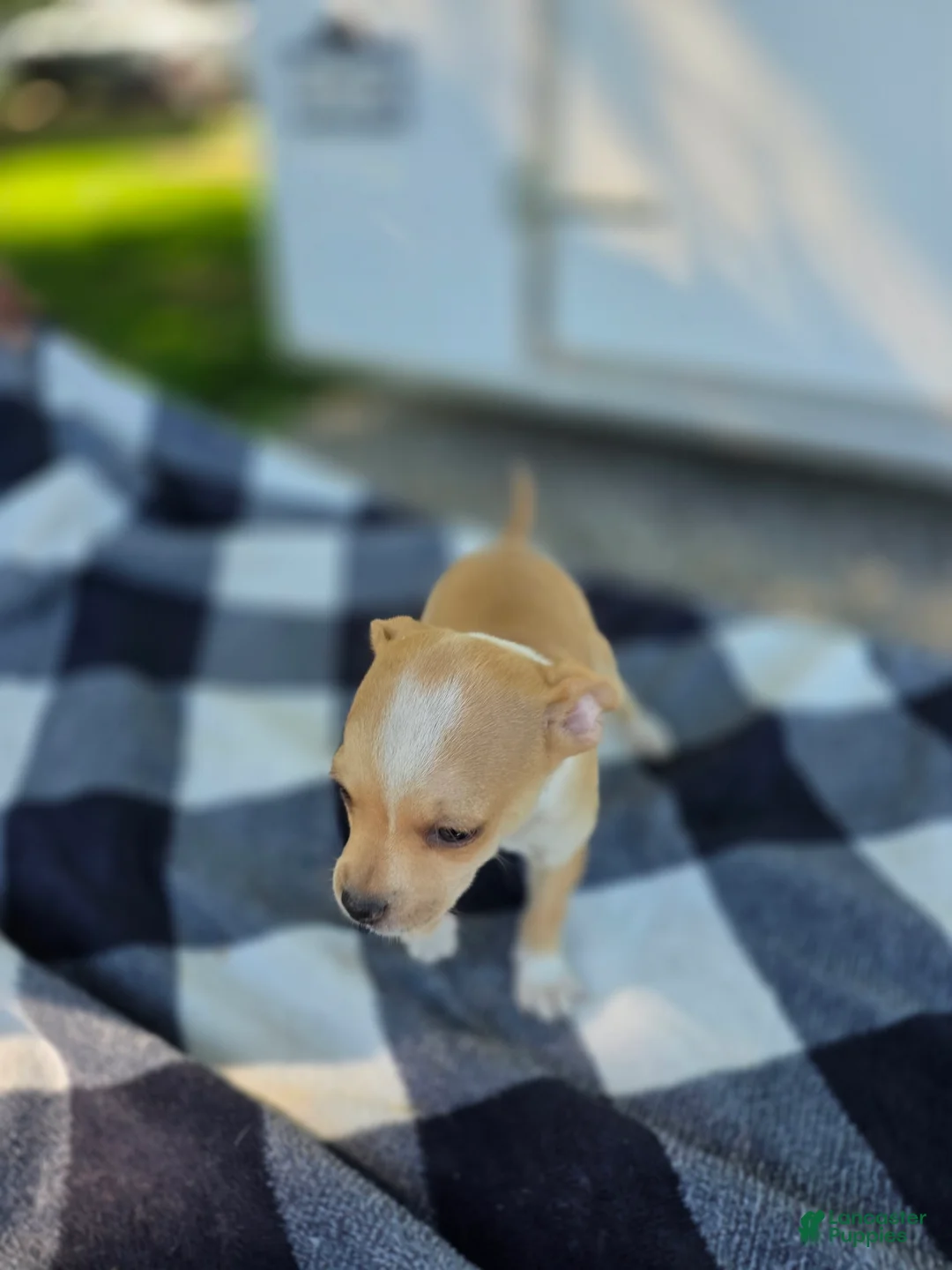 Chihuahua dogs for sale: Chihuahua Puppy 1 - Ad 2
