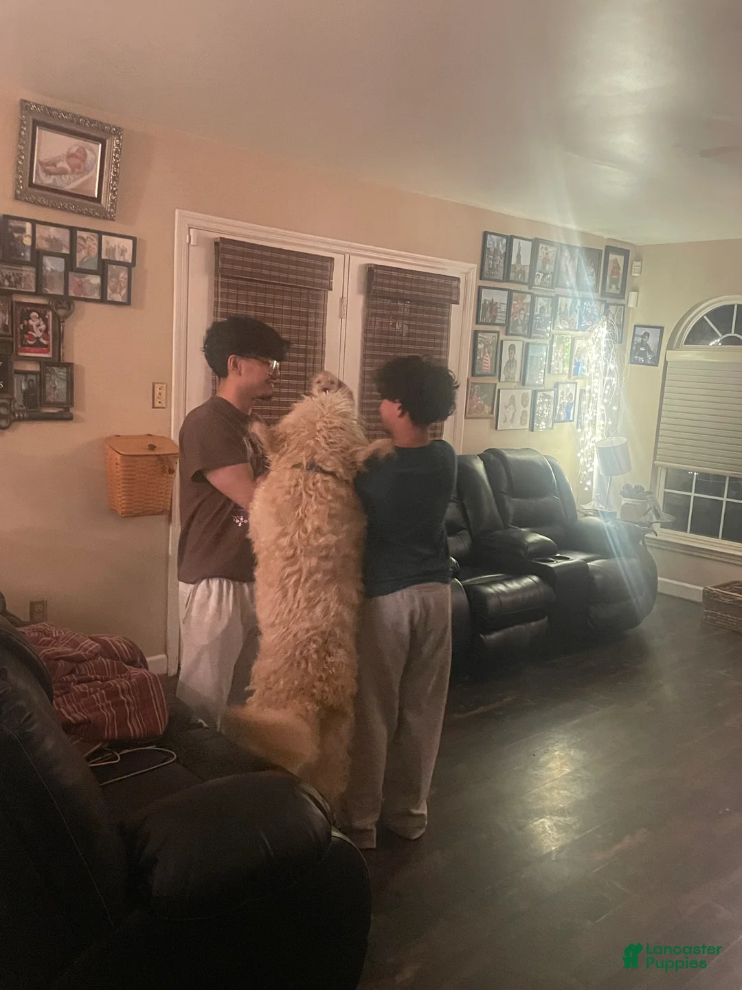 Goldendoodle dogs for sale: Goldendoodle Puppy 1 - Ad 13