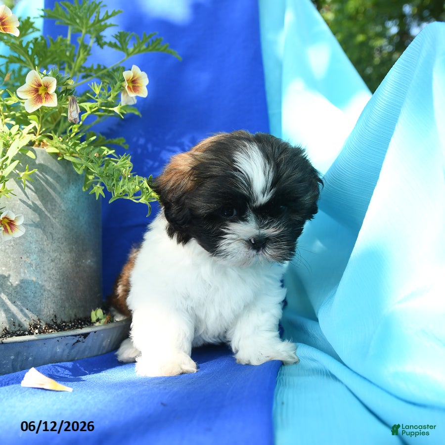 Shih Tzu dogs Conrad - Ad 2