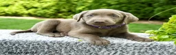 Labrador Retriever dogs for sale: River - Ad 4