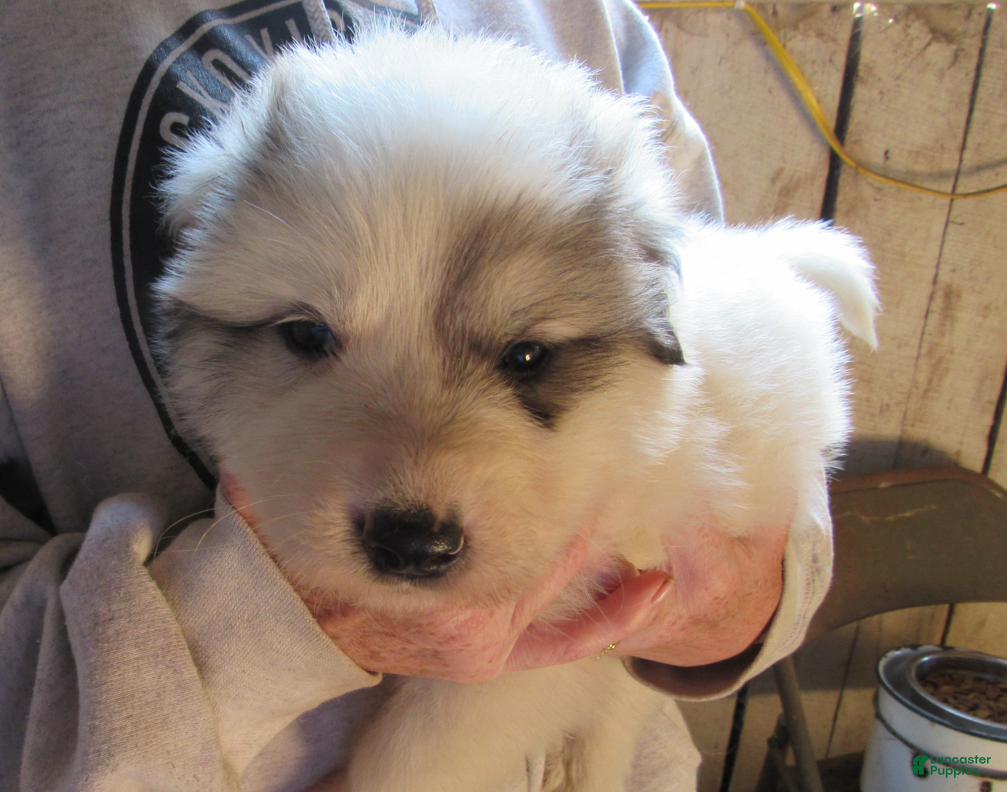 Great Pyrenees dogs Orange Badger face Male Great Pyrenees Puppy  - Ad 1