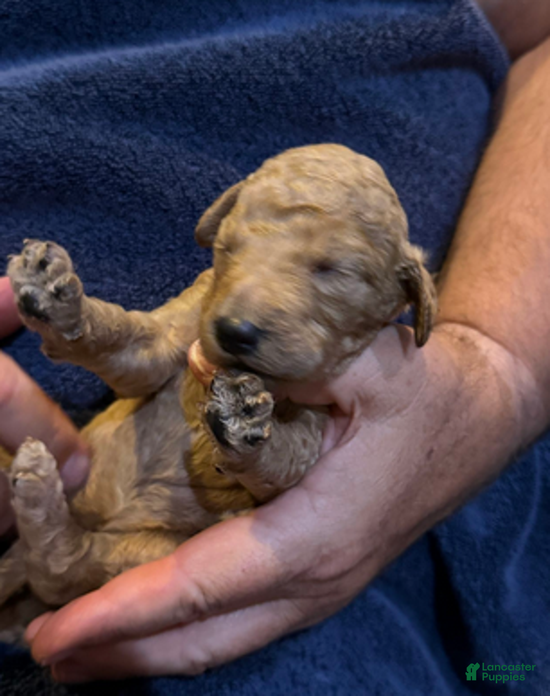 Goldendoodle dogs for sale: W25 Female Orange Collar - Ad 2