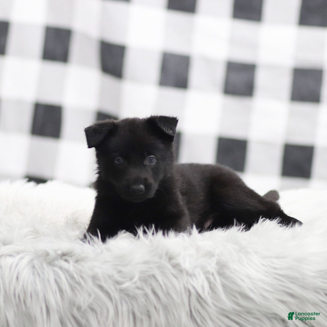 German Shepherd dogs for sale: Felix - Ad 3