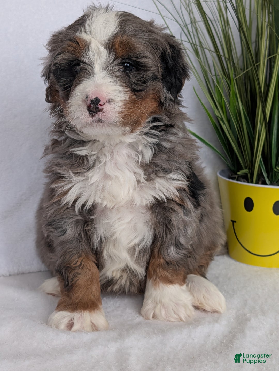 Mini Bernedoodle dogs for sale: Mini Nemo  - Ad 9