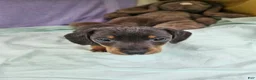 Dachshund dogs for sale: Prine - Ad 1