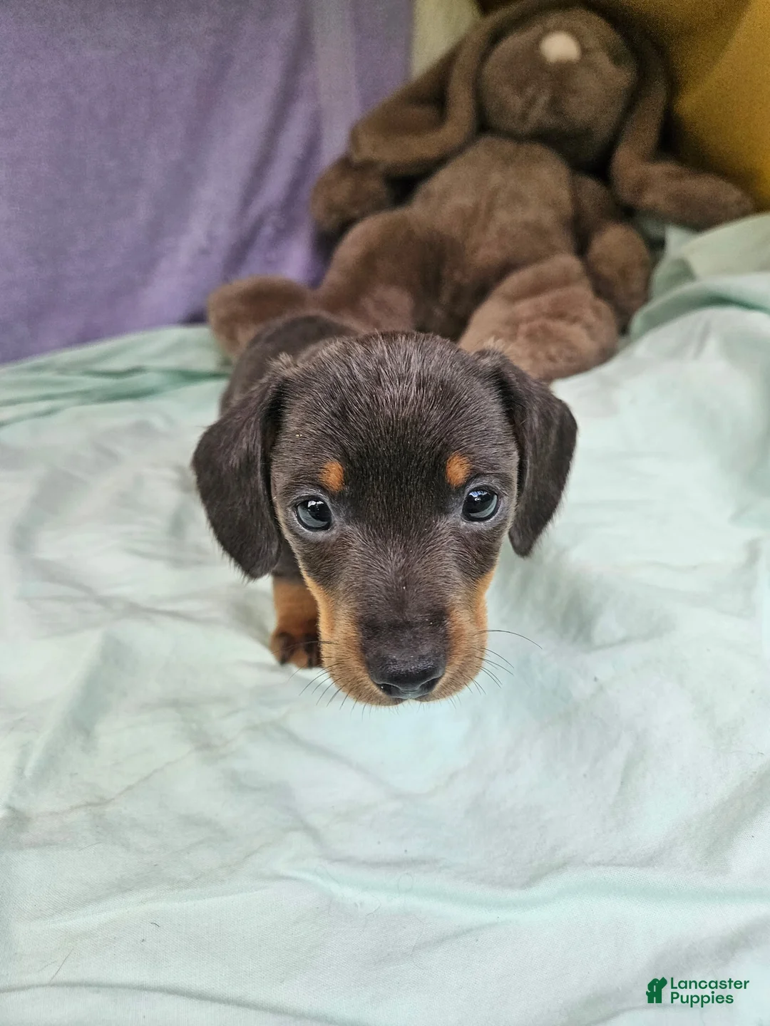 Dachshund dogs for sale: Prine - Ad 1