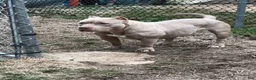 American Bully dogs for sale: Bliss  - Ad 4