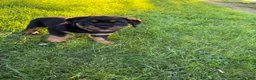 Rottweiler dogs for sale: Rottweiler 1 - Ad 2