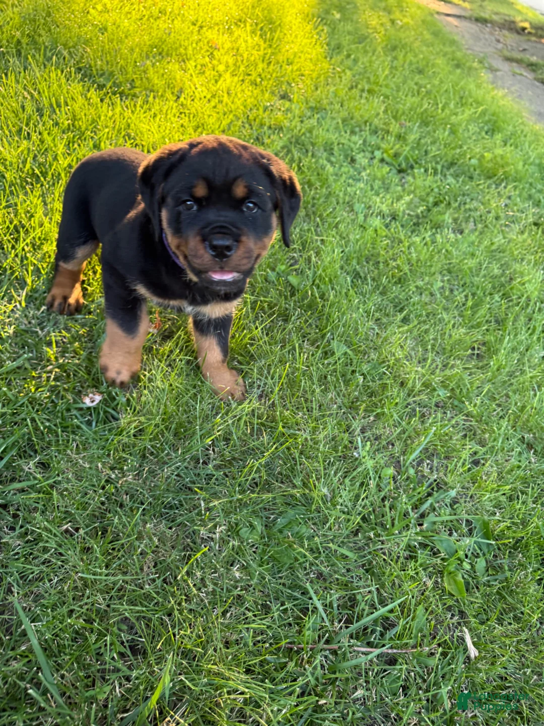 Rottweiler dogs for sale: Rottweiler 1 - Ad 2