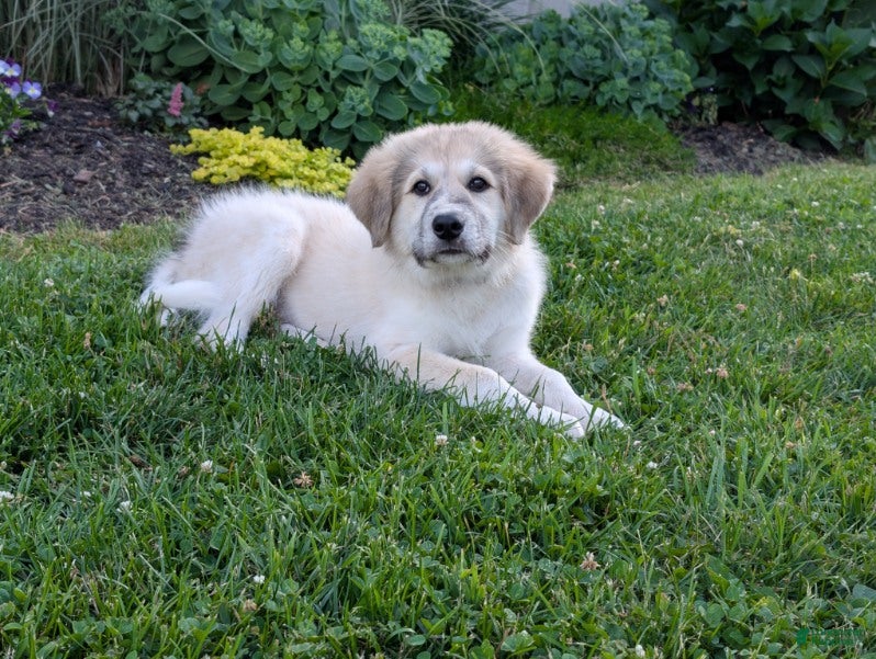 Mixed Breed dogs Bowan - Ad 2
