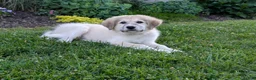 Mixed Breed dogs for sale: Bowan - Ad 7