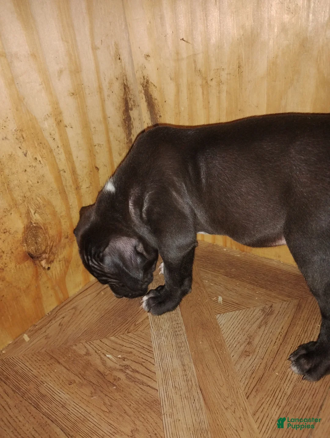 American Bully dogs for sale: American Bully Puppy 3 - Ad 2