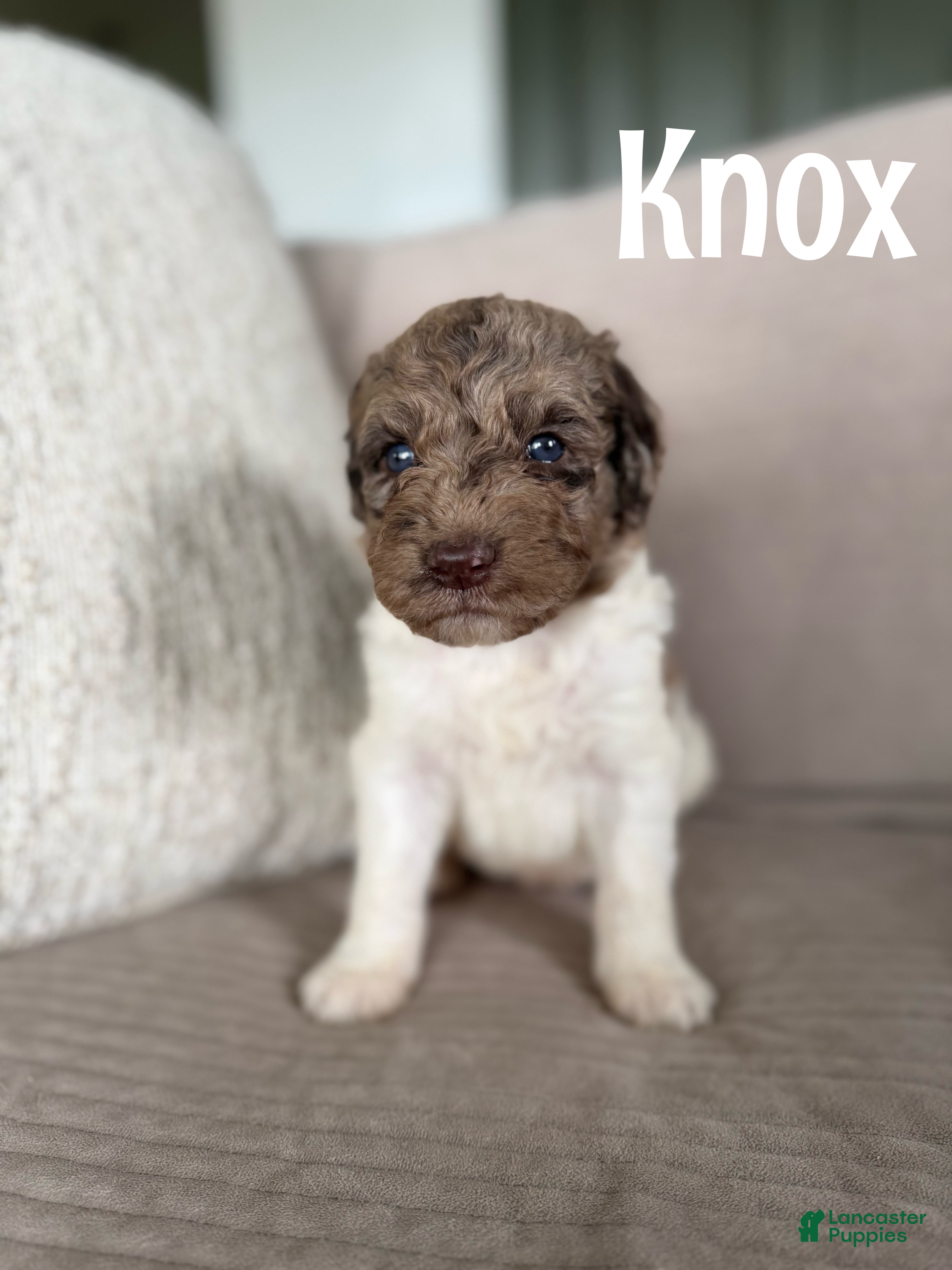Labradoodle dogs Knox - Ad 1