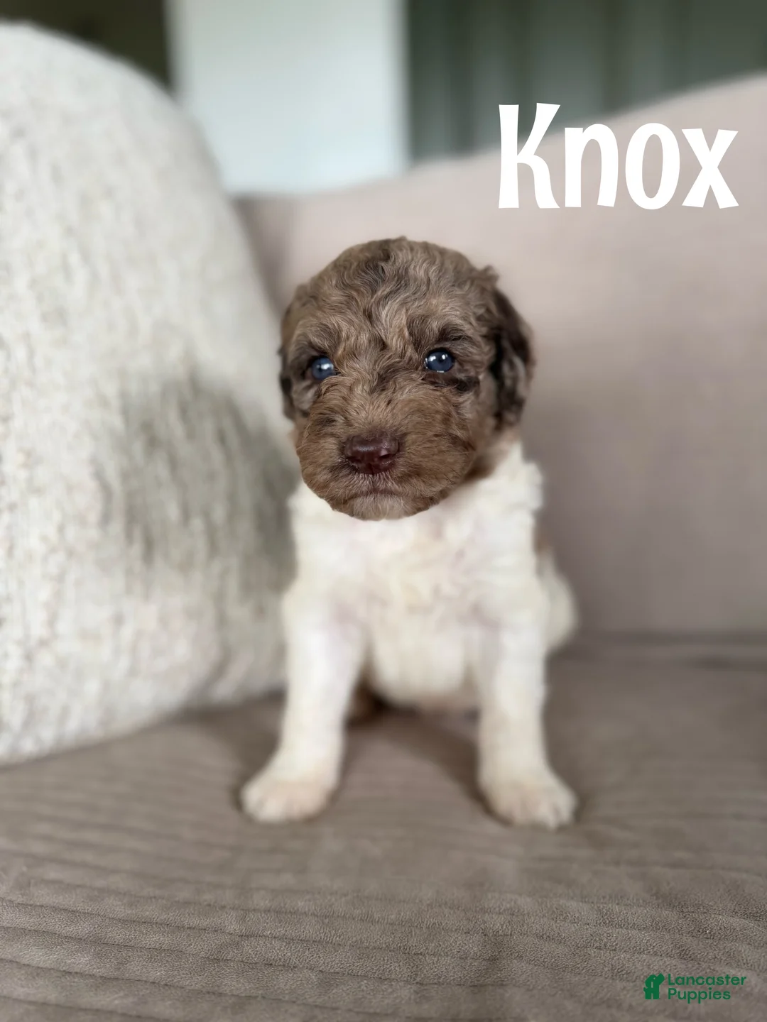 Labradoodle dogs for sale: Knox - Ad 1