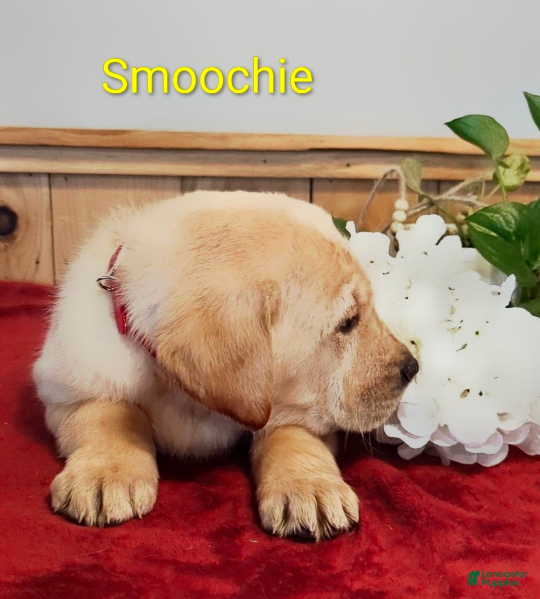 Goldador dogs for sale: Smoochie - Ad 4
