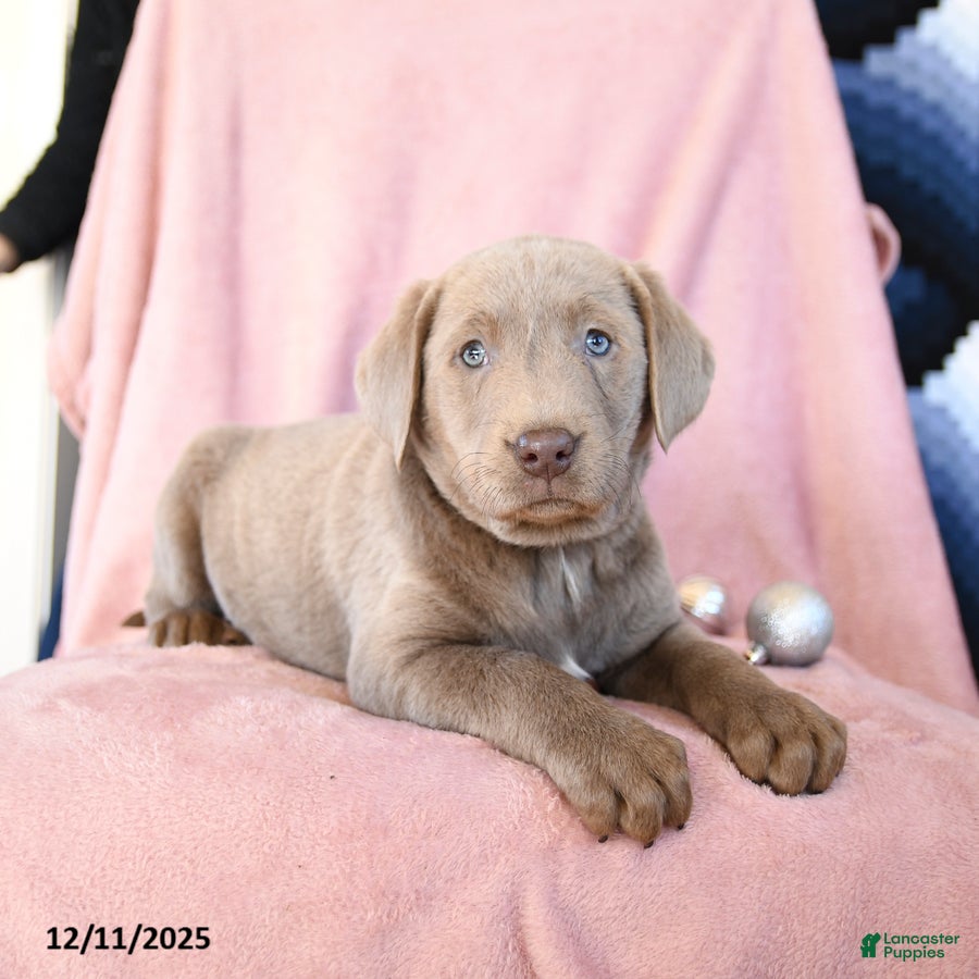 Labrador Retriever dogs Alex - Ad 10