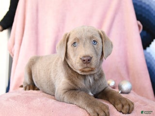 Labrador Retriever dogs Alex - Ad 10