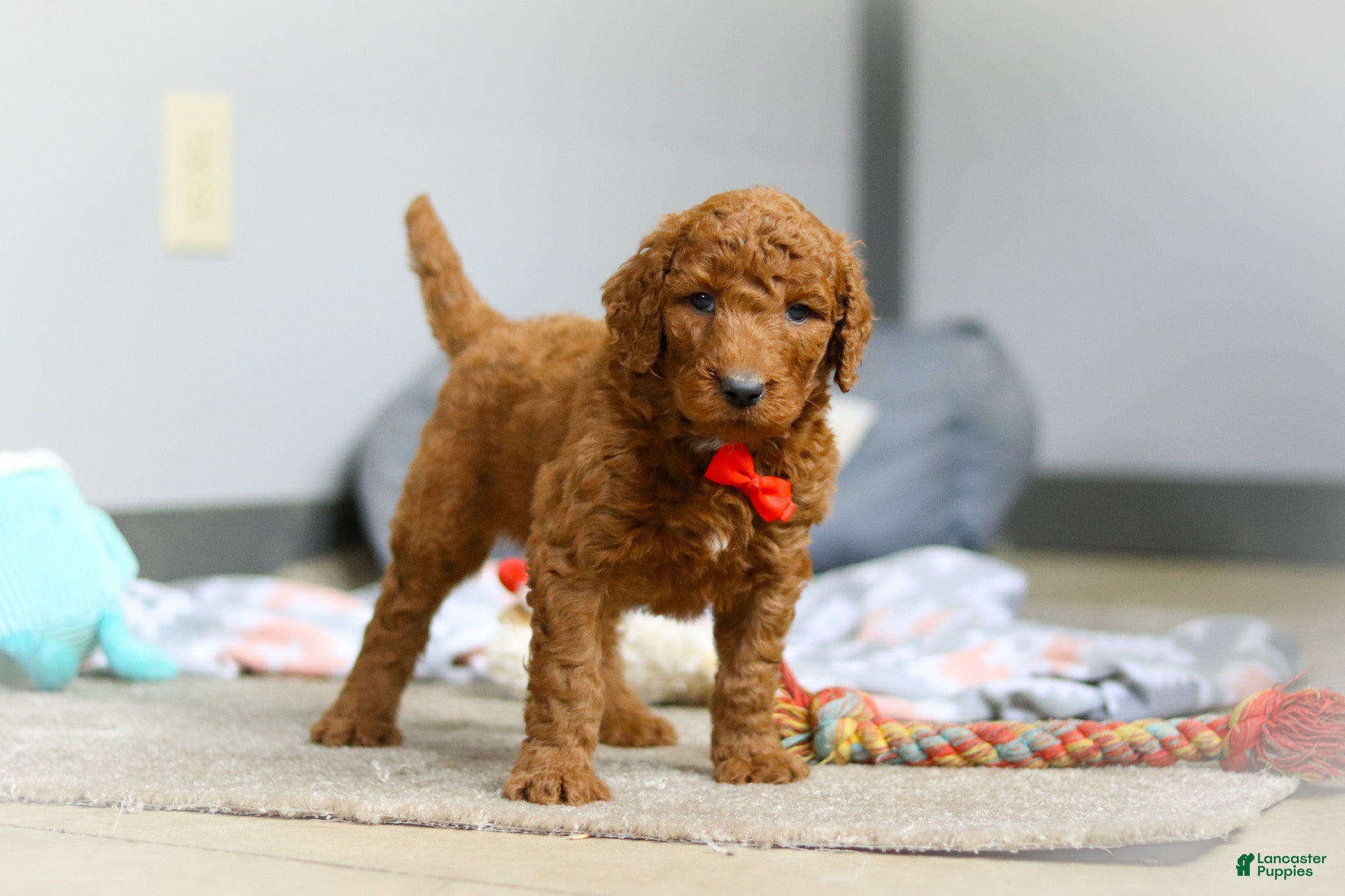 Goldendoodle dogs Ollie F1b - Ad 1