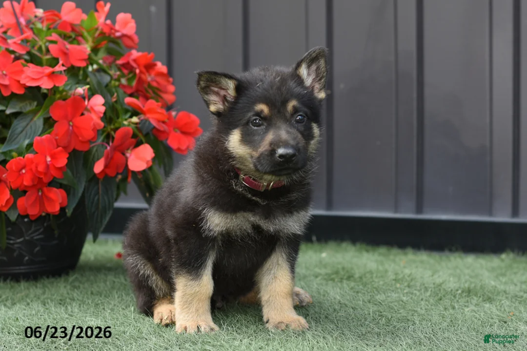 German Shepherd dogs for sale: Axel - Ad 1