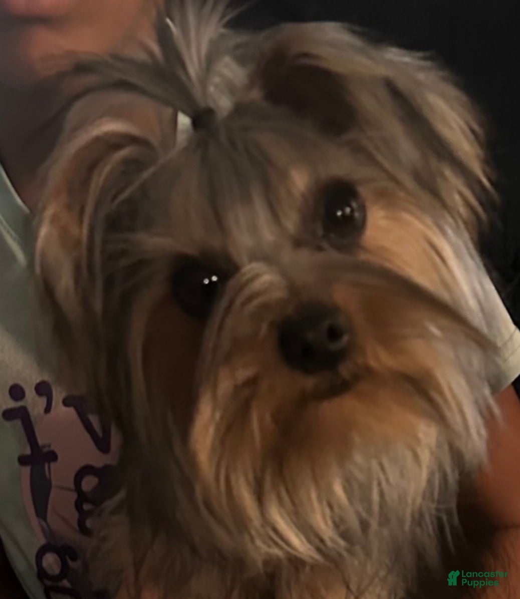 Yorkshire Terrier dogs Yorkshire Terrier Puppy 1 - Ad 2