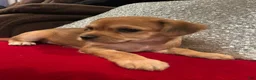 Mixed Breed dogs for sale: Mixed Breed 1 - Ad 4