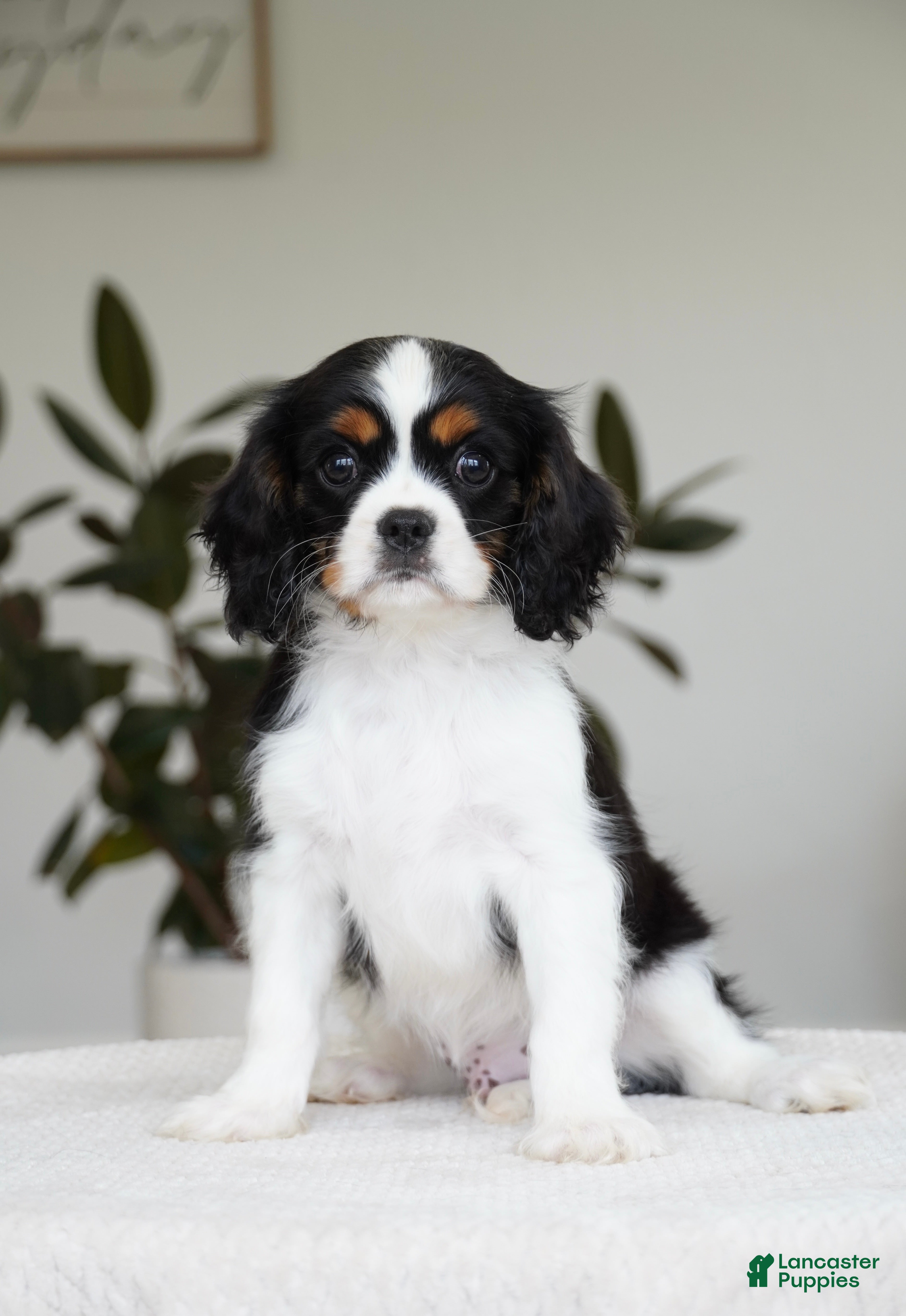 Cavalier King Charles Spaniel dogs George  - Ad 1