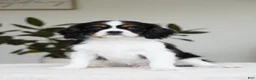 Cavalier King Charles Spaniel dogs for sale: George  - Ad 1