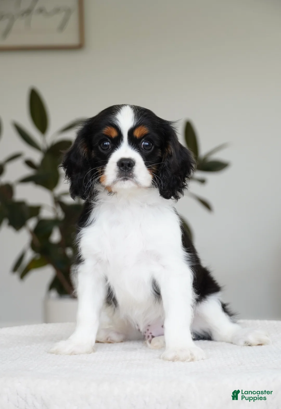 Cavalier King Charles Spaniel dogs for sale: George  - Ad 1