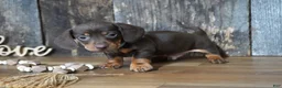 Miniature Dachshund dogs for sale: Cole - Ad 5