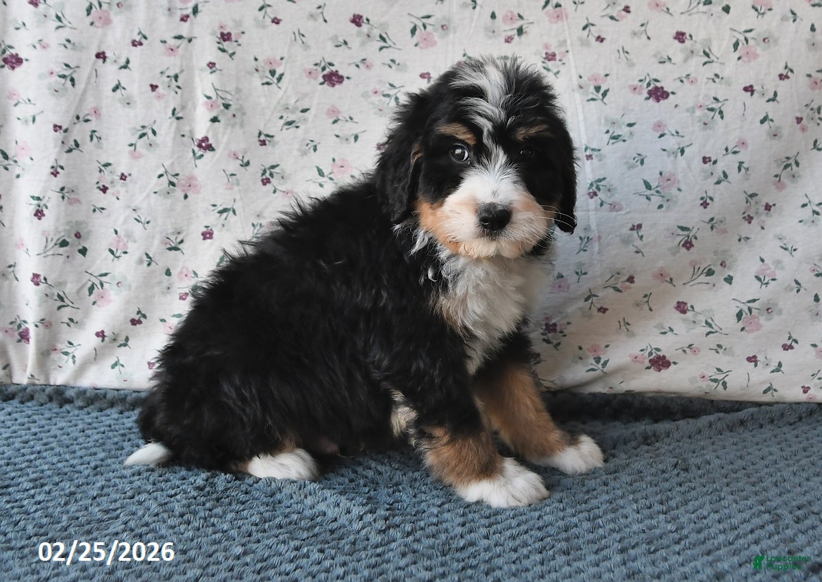 Bernedoodle dogs Rex - Ad 2