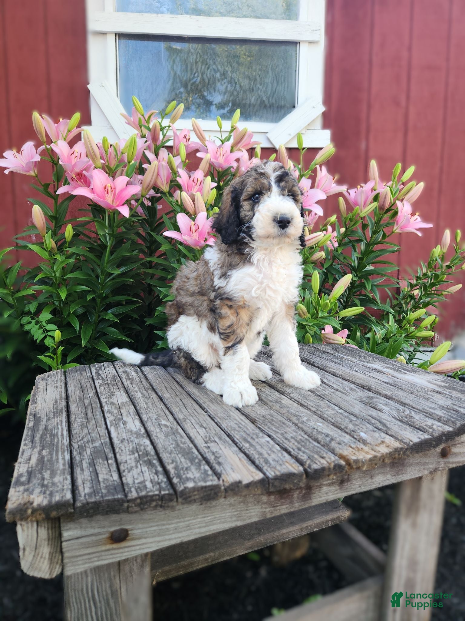 Bernedoodle dogs Crystal - Ad 2