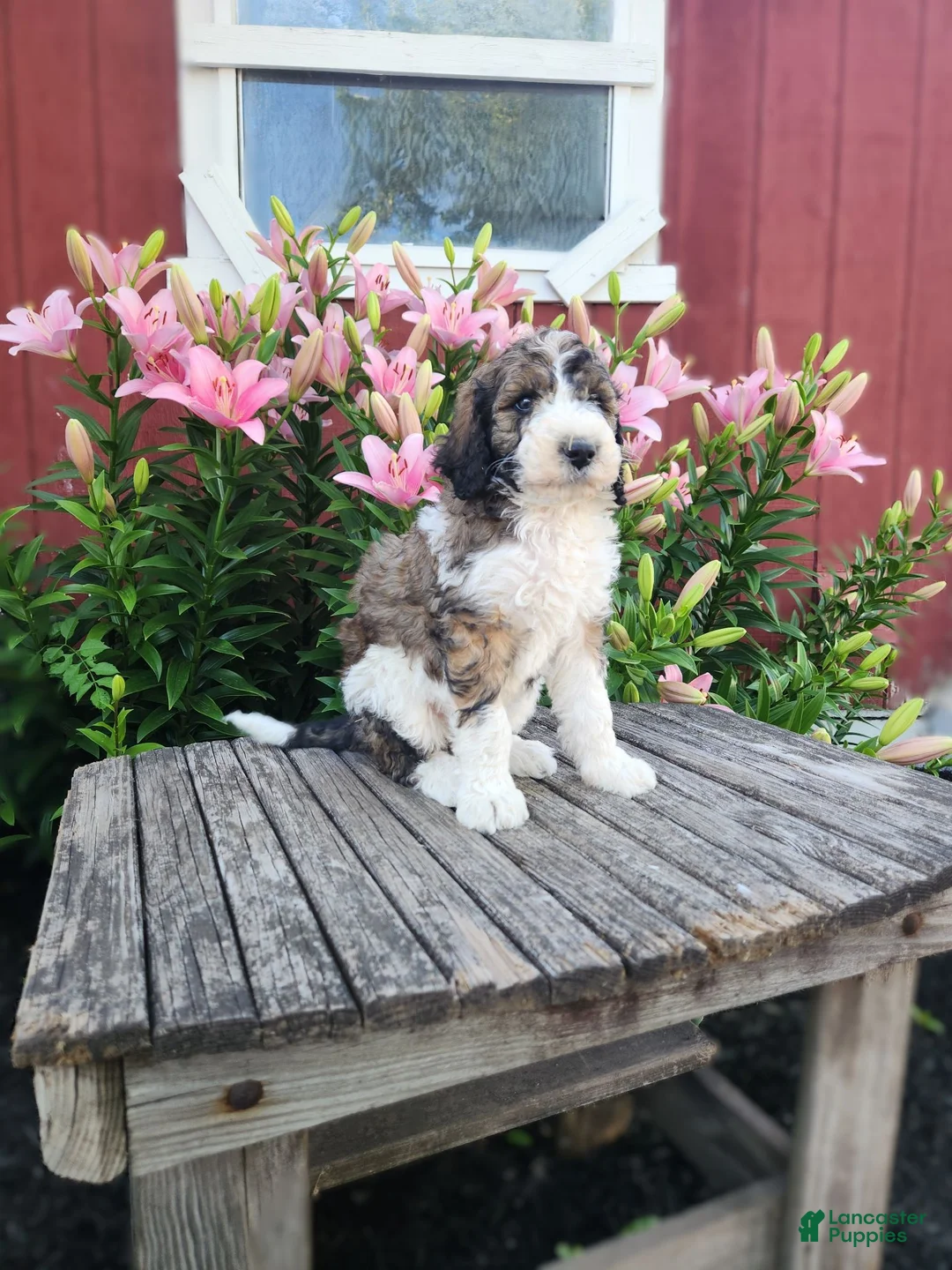 Bernedoodle dogs for sale: Crystal - Ad 2