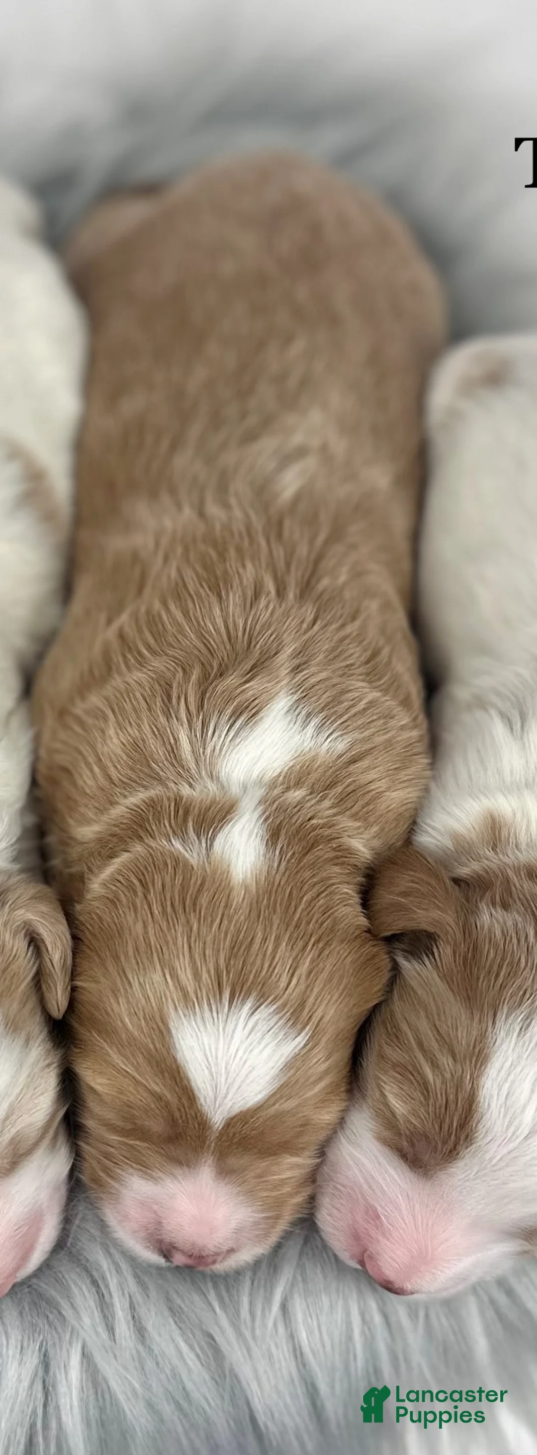 Goldendoodle dogs for sale: Maggie- F1b Mini - Ad 6