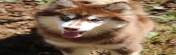 Pomsky dogs for sale: Addie - Ad 3
