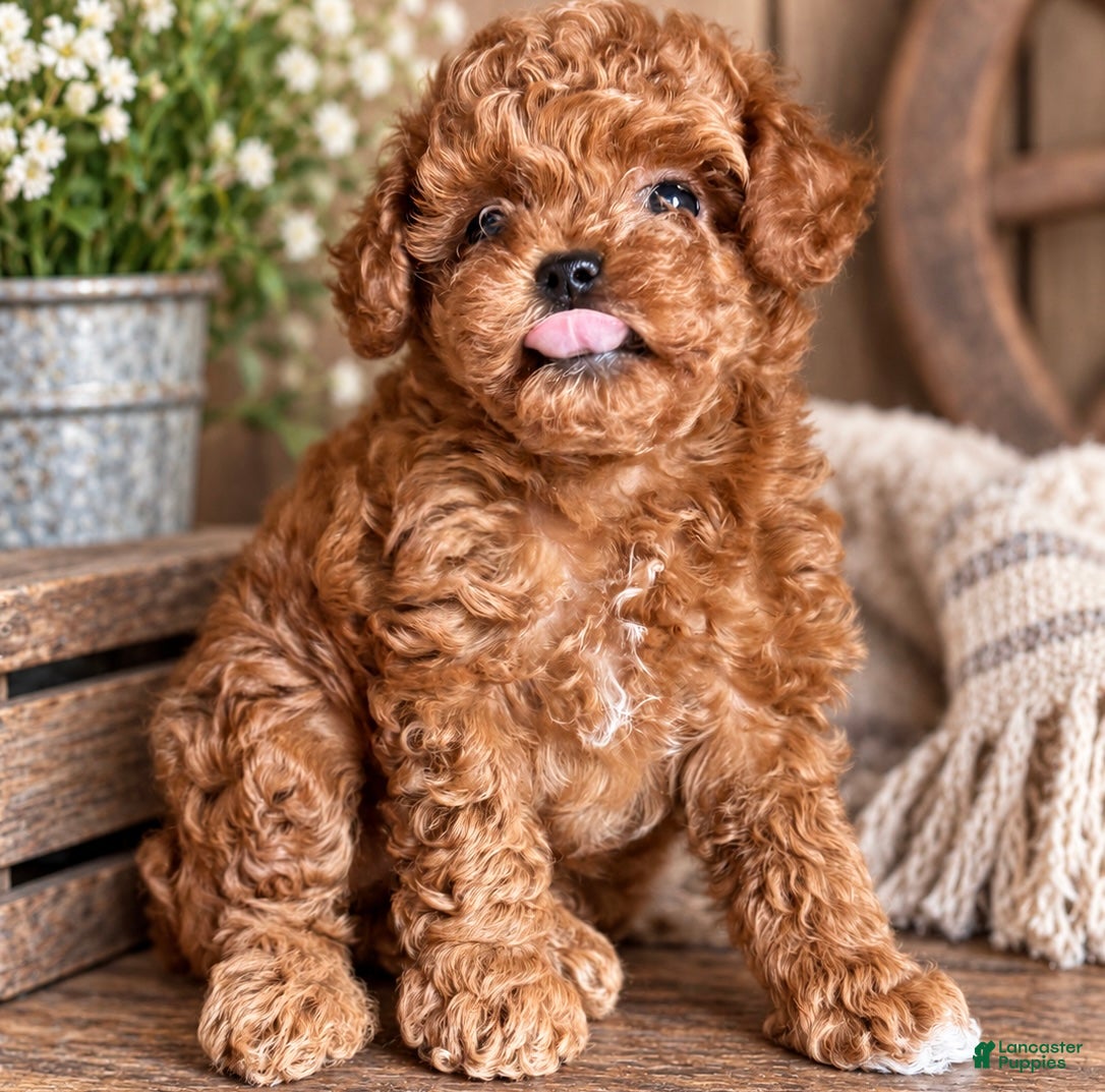 Toy Poodle dogs for sale: Toy Poodle 2 - Ad 2