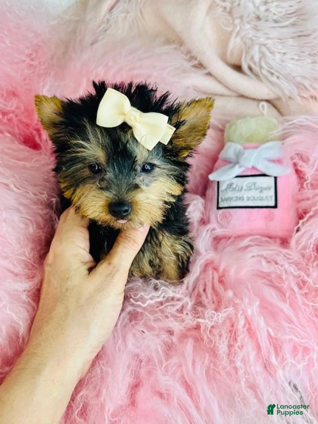 Yorkshire Terrier dogs for sale: Yorkshire Terrier Puppy 1 - Ad 2