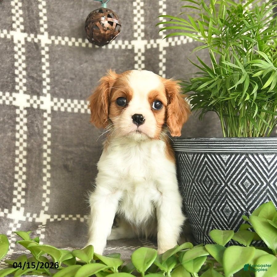 Cavalier King Charles Spaniel dogs Chocolate Dreams  - Ad 2