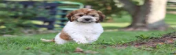 Cockapoo dogs for sale: Adin - Ad 8