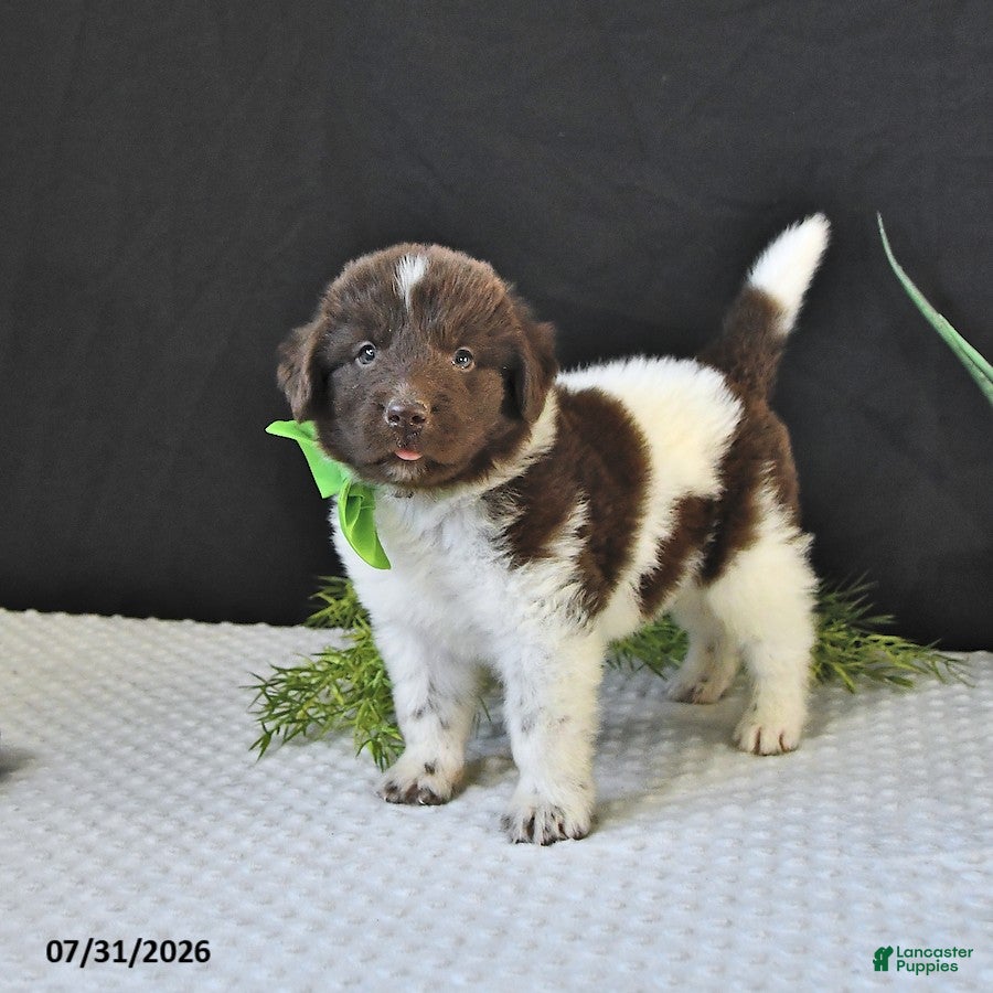 Newfoundland dogs Bear - Ad 2