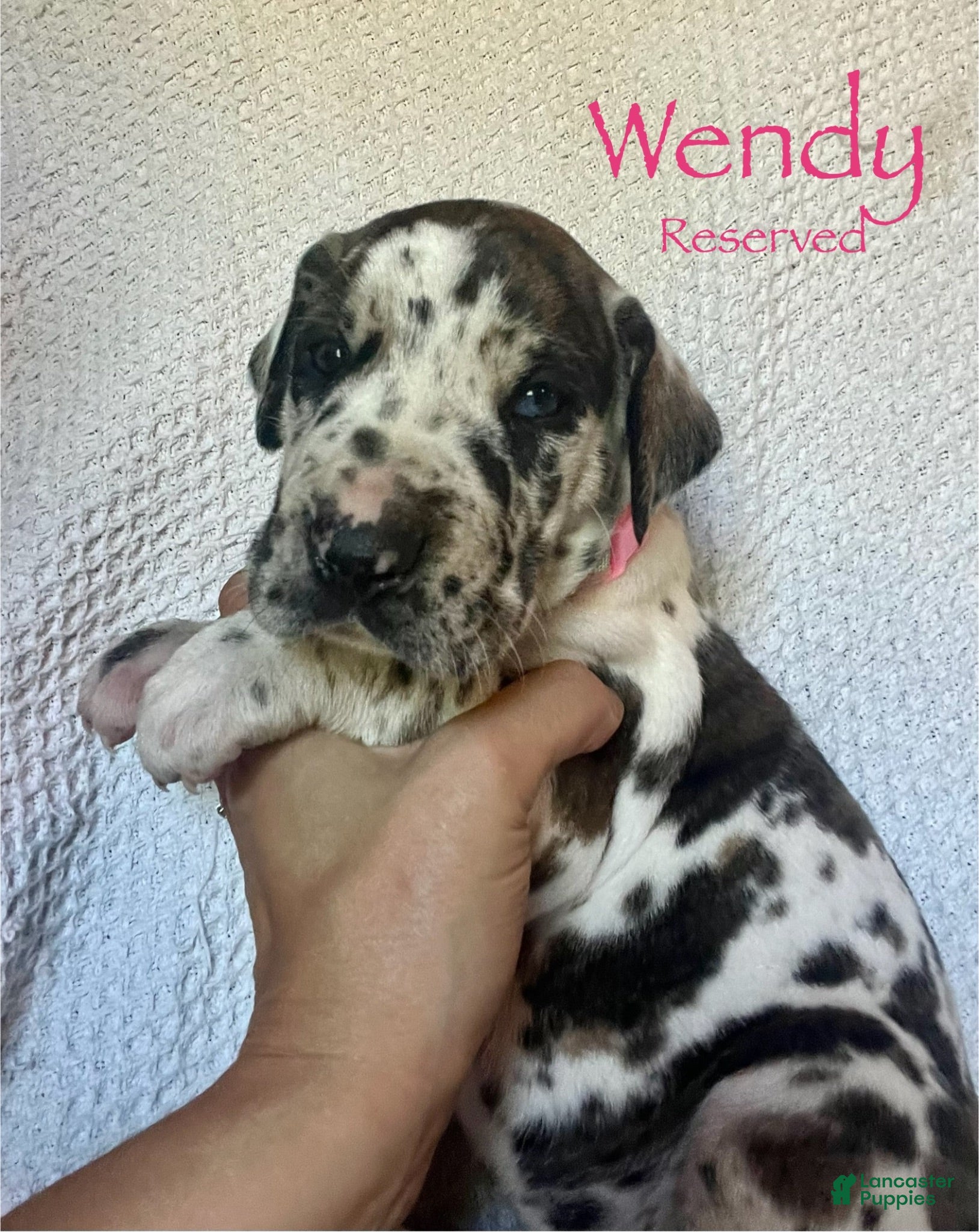 Great Dane dogs Wendy - Ad 7