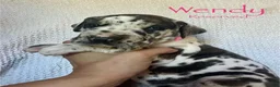 Great Dane dogs for sale: Wendy - Ad 1