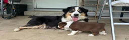 Miniature Australian Shepherd dogs for sale: #8 Black Tri Male - Ad 7