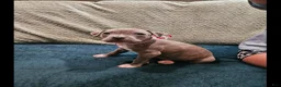 American Pit Bull Terrier dogs for sale: American Pit Bull Terrier Bean - Ad 10