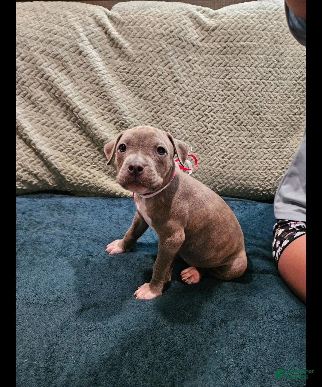 American Pit Bull Terrier dogs for sale: American Pit Bull Terrier Bean - Ad 10