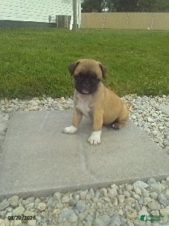 Pug dogs Roscoe - Ad 36